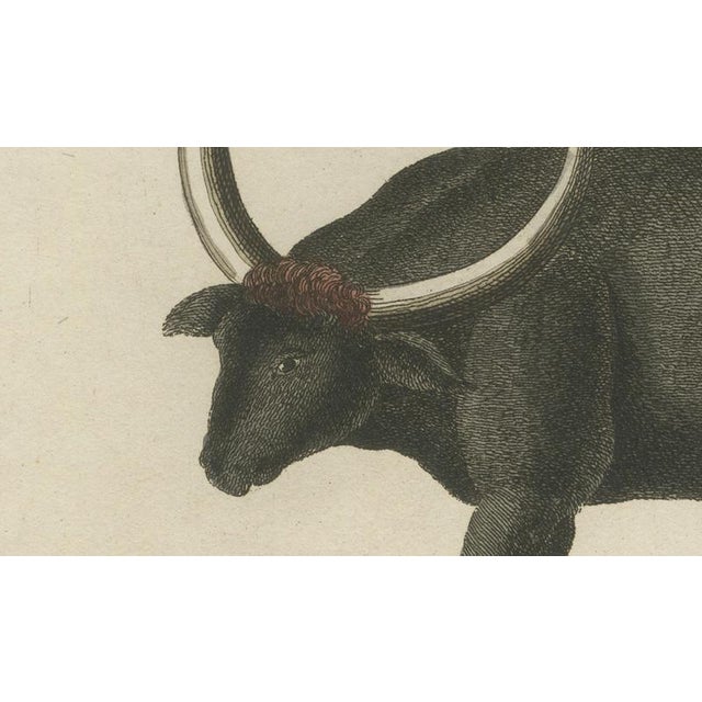 Antique Wild Buffalo and Long Horns Engraving from Bertuch, 1810 For Sale - Image 9 of 10