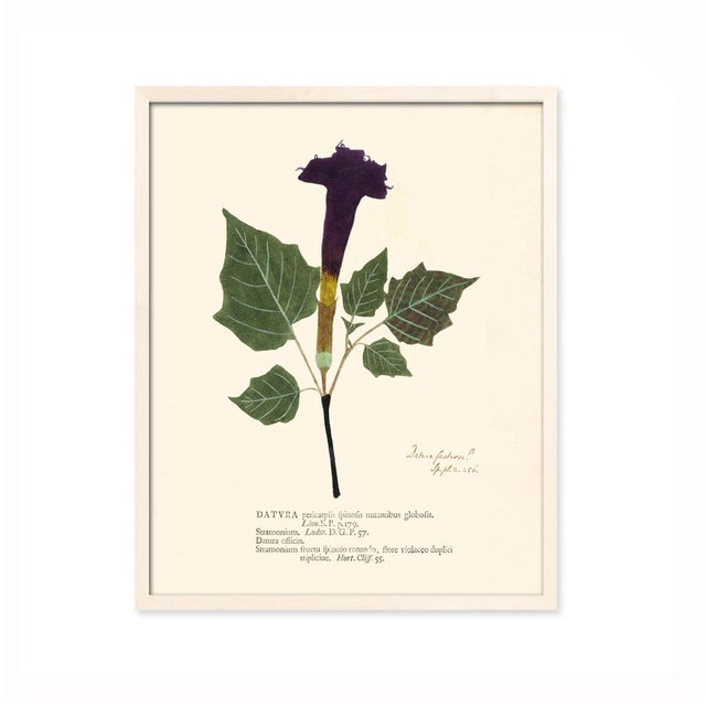 Antique Botanical Set in Oxblood - Set of 8 16" X 20" For Sale - Image 10 of 11