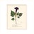Antique Botanical Set in Oxblood - Set of 8 16" X 20" For Sale - Image 10 of 11