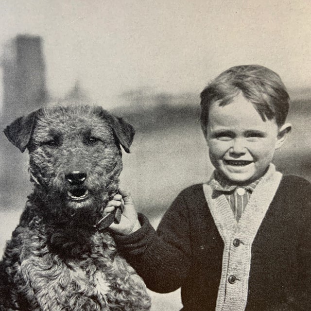 Wonderful book illustration from a much-loved child's book on dogs. Airdale dog with his boy owner. Ready for framing!...