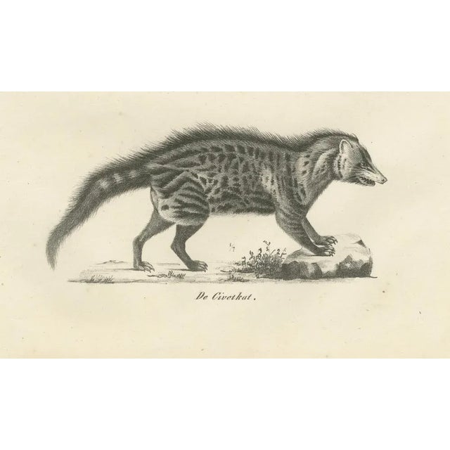 19th-century lithograph of foxes, fennec fox, and senegal jackal in the wild :this fascinating 19th-century lithograph...