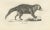 19th-century lithograph of foxes, fennec fox, and senegal jackal in the wild :this fascinating 19th-century lithograph...