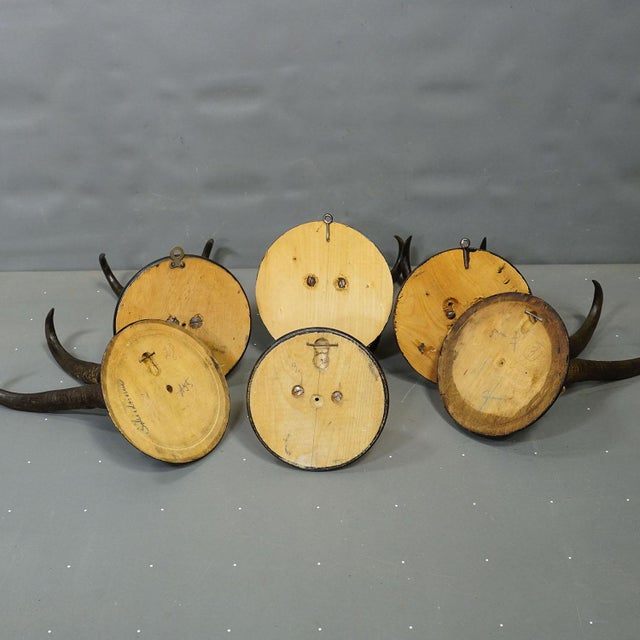 Wood Antique Set of Six Chamois Trophies on Turned Plaques, Germany Ca. 1900 For Sale - Image 7 of 7