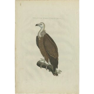 After Sepp & Nozeman, Vulture, 1770, Print For Sale