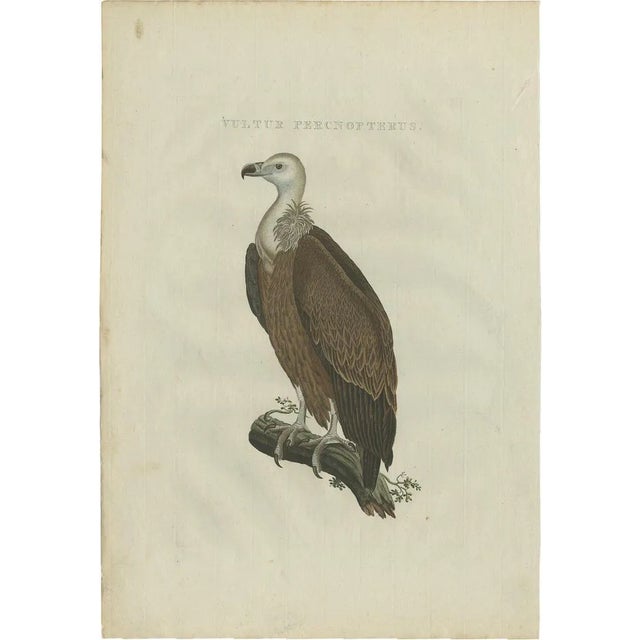 After Sepp & Nozeman, Vulture, 1770, Print For Sale