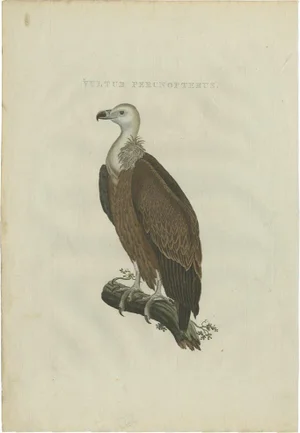 After Sepp & Nozeman, Vulture, 1770, Print