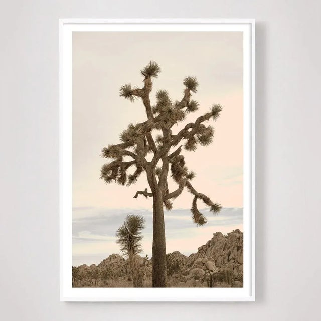 This stunning view of Joshua Tree is set against a soft pink and peach sky. Unframed archival photograph on 100% cotton...