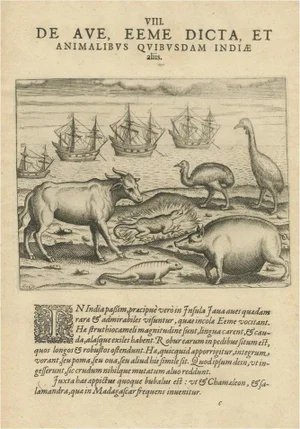 De Bry, Indies, 1601, Copper Engraving
