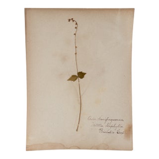 Antique Herbarium - Two Leaf's Bishop Cap For Sale
