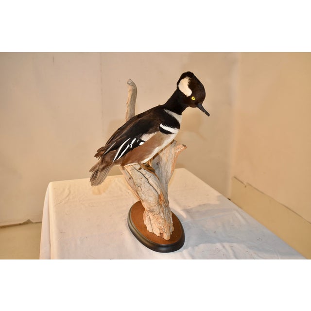 Mounted Hooded Merganser on Driftwood For Sale - Image 4 of 7