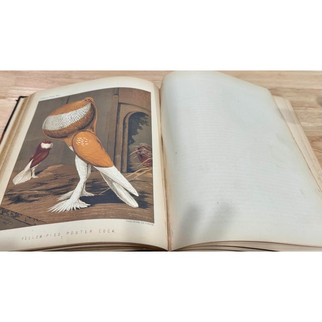 Rare 1870s First Edition: The Illustrated Book of Pigeons by Robert Fulton (Cassell Petter & Galpin) Complete With All 50 Color Plates by j.w. Ludlow For Sale - Image 9 of 12