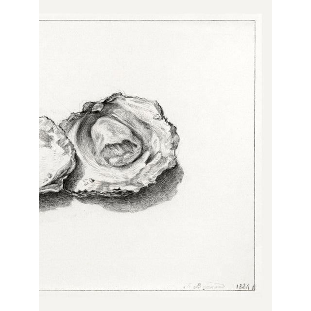 Two Opened Oysters (1824) by Jean Bernard, Natural History Shell Study Art Print Reproduction, 24" × 18" For Sale - Image 4 of 5