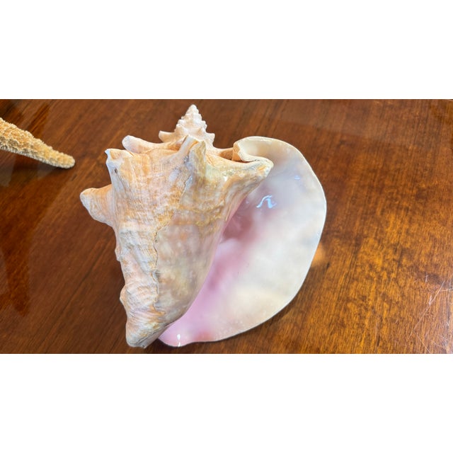 Large Conch Shell 7" X 8"" Nautical Decor Sea Shell Ocean Beach Pink White. For Sale - Image 9 of 16