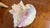 Large Conch Shell 7" X 8"" Nautical Decor Sea Shell Ocean Beach Pink White. For Sale - Image 9 of 16