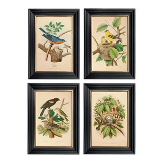 Set of 4 American Bird Illustration Framed Prints, Black & Gold Frame For Sale