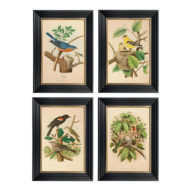 Set of 4 American Bird Illustration Framed Prints, Black & Gold Frame For Sale