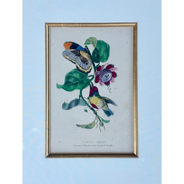 Flora Red-Crested Cardinal & Barbet Bird Butterfly , Original Prints by Descourtilz, 1834 (Pair) For Sale - Image 6 of 7