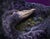 In "Through The Night," a vibrant purple palette envelops the central figure of an ostrich, whose gaze is both...