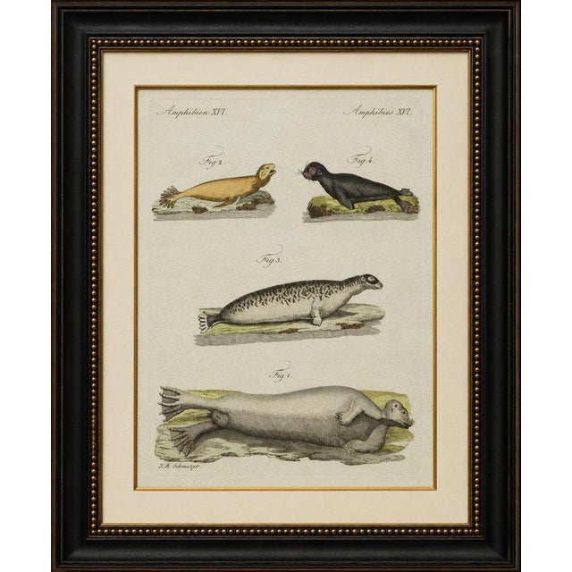 Original antique print of four seals by bertuch, c. 1800 original antique hand-colored copper engraving depicting four...