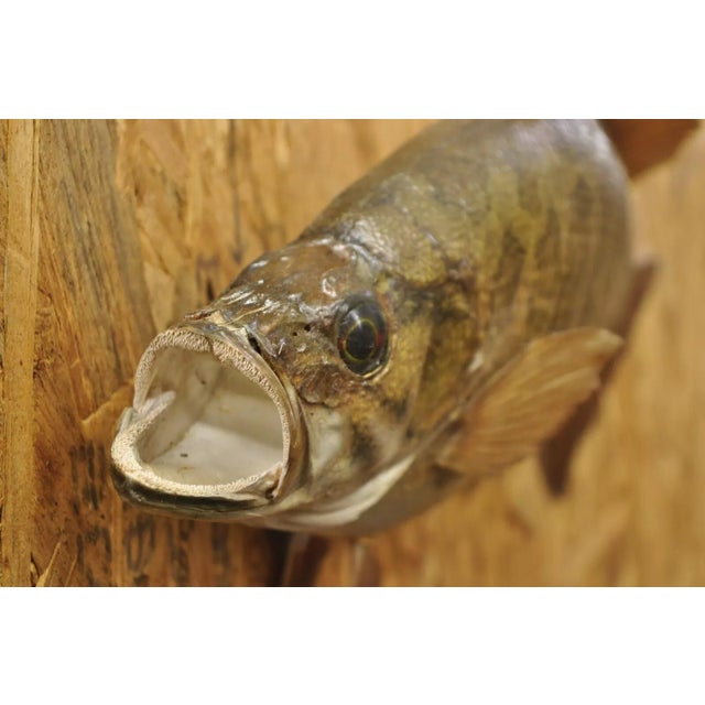 Animal Skin Vintage Smallmouth Bass Fish Wall Mount Taxidermy Real Skin Fishing Wall Decor For Sale - Image 7 of 11