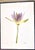 “Paul Solberg Signed Fine Art Photograph, Salute 2006, Limited Edition 20/20, Purple Water Lily Bloom Series Print, Botanical Wall Art” For Sale - Image 11 of 16