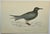 Antique Hand Tinted Bird Print From England Featuring a Black Tern - Circa 1888. Print measures 7” W x 4 3/4” T Print is...