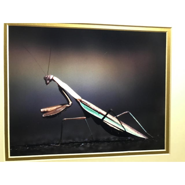 Figurative Framed Praying Mantis Photograph For Sale - Image 3 of 8