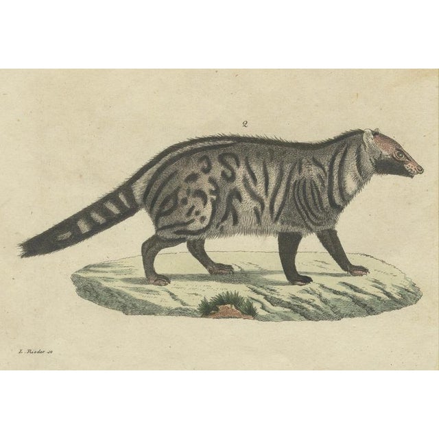 Brown Antique Asian Civets & Kopi Luwak Natural History Engraving Bertuch, 1820 For Sale - Image 8 of 10