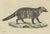 Brown Antique Asian Civets & Kopi Luwak Natural History Engraving Bertuch, 1820 For Sale - Image 8 of 10
