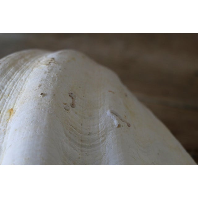 Shell Set of 5 Large Natural Nautical Seashells | Coastal Beach House Decor | Organic Sculptural Display For Sale - Image 7 of 18