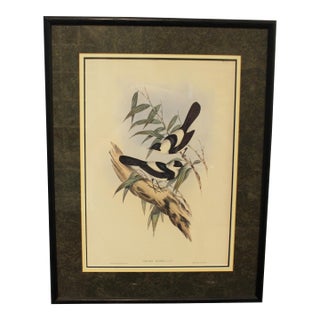 1970s English Framed Reproduction of Gould's Kaup's Flycatcher Lithograph For Sale