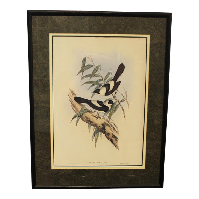 1970s English Framed Reproduction of Gould's Kaup's Flycatcher Lithograph For Sale
