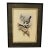 1970s English Framed Reproduction of Gould's Kaup's Flycatcher Lithograph For Sale