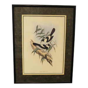 1970s English Framed Reproduction of Gould's Kaup's Flycatcher Lithograph