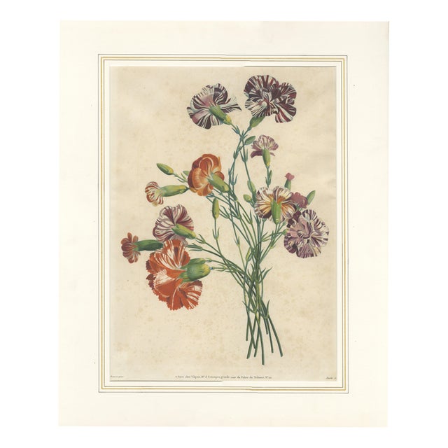 Jean-Louis Prévost, Botanical Print of Carnations, 1805, Paper For Sale