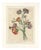 Jean-Louis Prévost, Botanical Print of Carnations, 1805, Paper For Sale