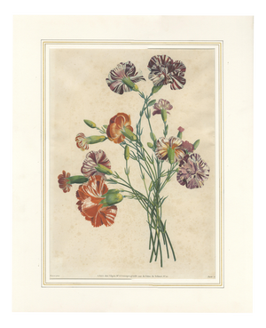 Jean-Louis Prévost, Botanical Print of Carnations, 1805, Paper