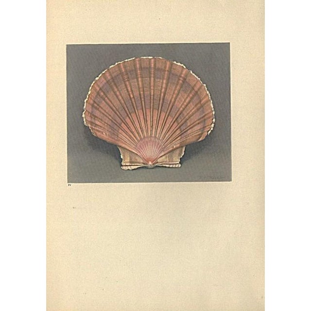 French 1935 Rare Set of 3 French Lithographs- Sea Shells For Sale - Image 3 of 7