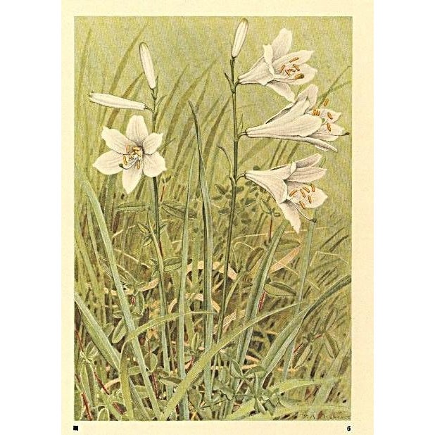 This is a 1945 botanical lithograph that was printed in Switzerland. It is a watercolor, numbered, and signed plate from a...
