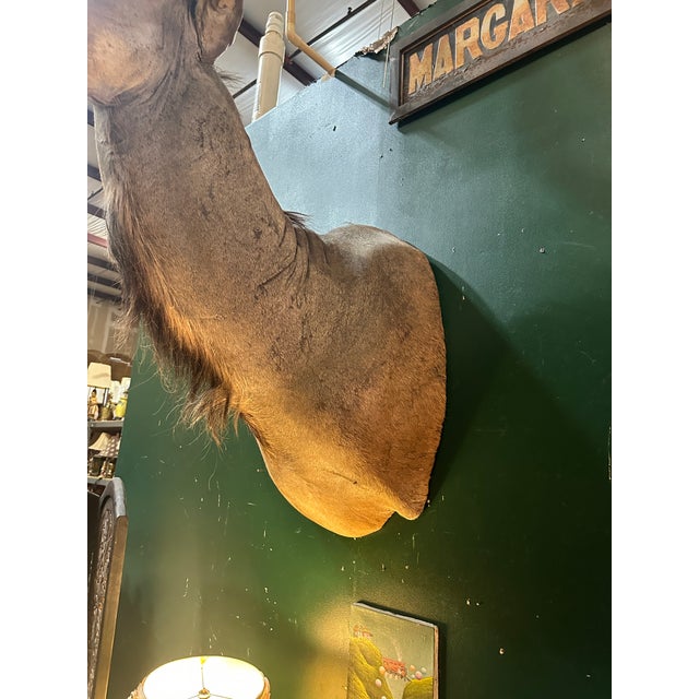 1970s Large Taxidermy Kudu Head With Curved Horns For Sale - Image 4 of 8