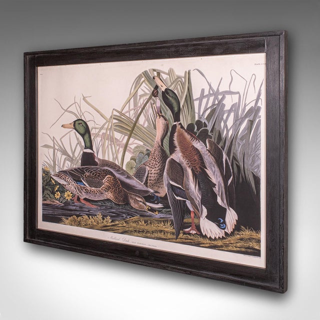 English Vintage Mallard Duck Picture, English, Framed Print, Jj Audubon, Wildlife Art For Sale - Image 3 of 10