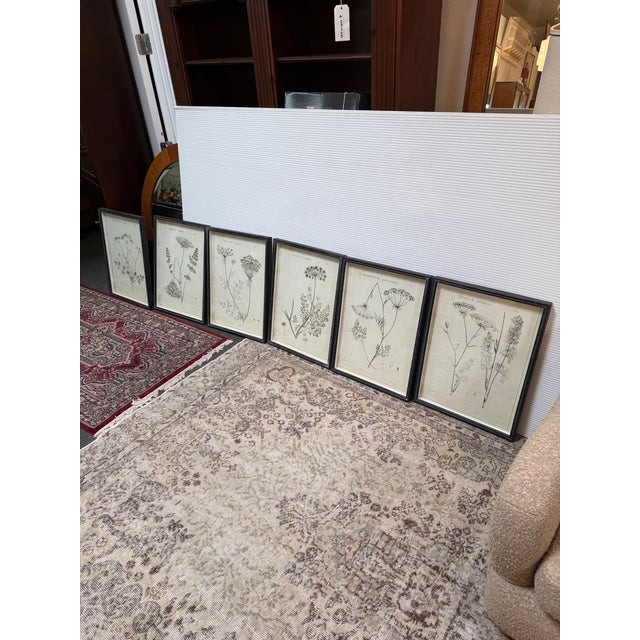 Design Plus Gallery presents a Set of Six Wildflower Study Art Prints from Napa Home & Garden. This collection showcases...