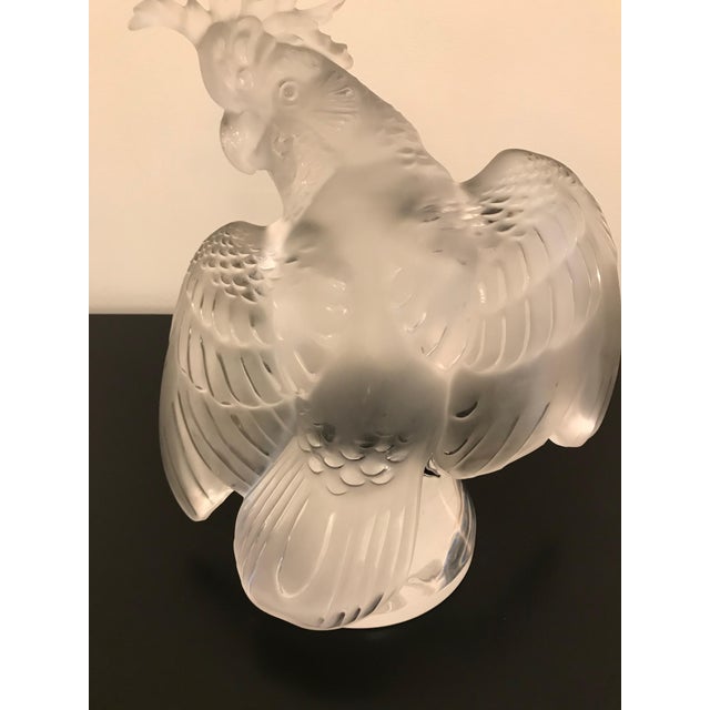 Lalique Crystal Sculpture Cockatoo Bird For Sale - Image 9 of 13