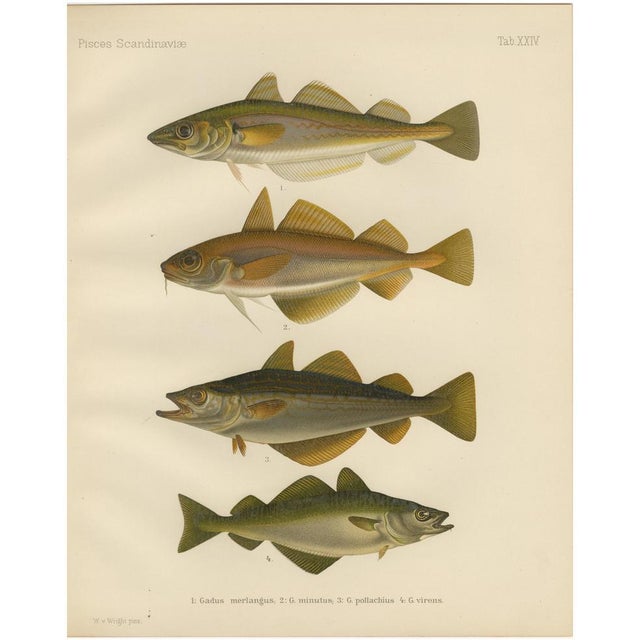 Whiting and Poor Cod and Pollack and Saithe, 1895, Paper For Sale - Image 10 of 10