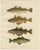 Whiting and Poor Cod and Pollack and Saithe, 1895, Paper For Sale - Image 10 of 10