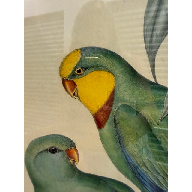 Mid 19th Century Original Circa 1848 John Gould “Polytelis Barrabandi” Hand-Colored Lithograph For Sale - Image 5 of 9