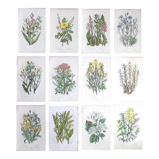 Authentic Antique 19th Century Botanical Lithographs - Set of 12 For Sale