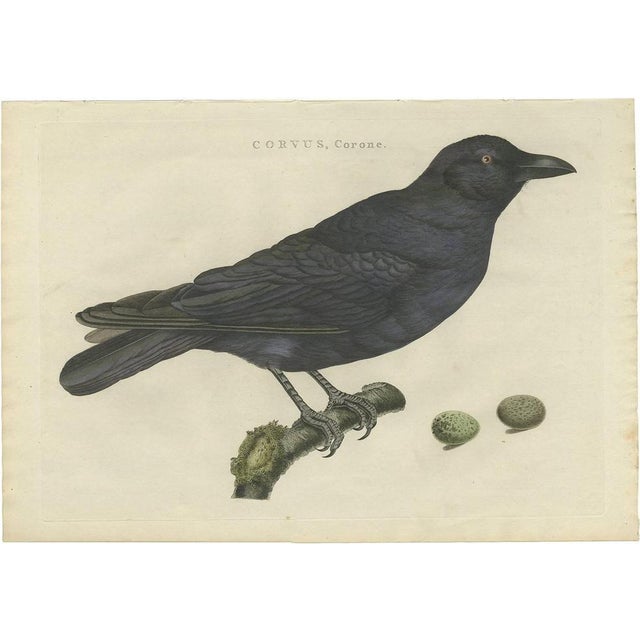 Late 18th Century Sepp & Nozeman, Carrion Crow, 1797, Print For Sale - Image 5 of 5