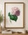 Paper Hydrangea by Pierre-Joseph Redouté, Vintage Botanical Art Print, 16" X 24" For Sale - Image 7 of 9