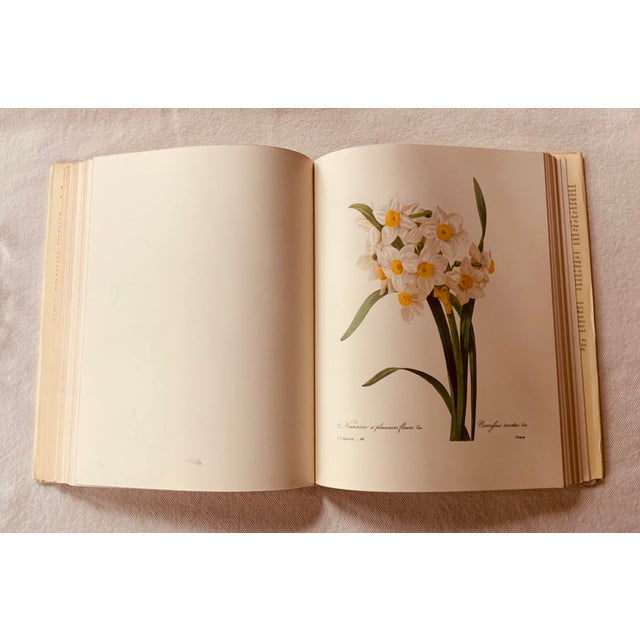 Redouté "Beautiful Flowers and Fruits" | Large Format Botanical Book For Sale - Image 18 of 18